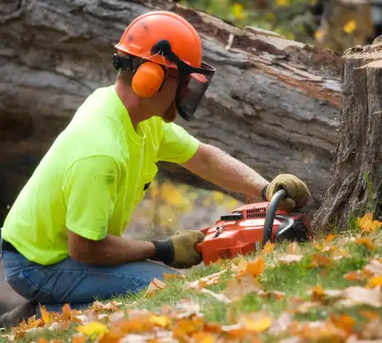 tree services Cumberland Head